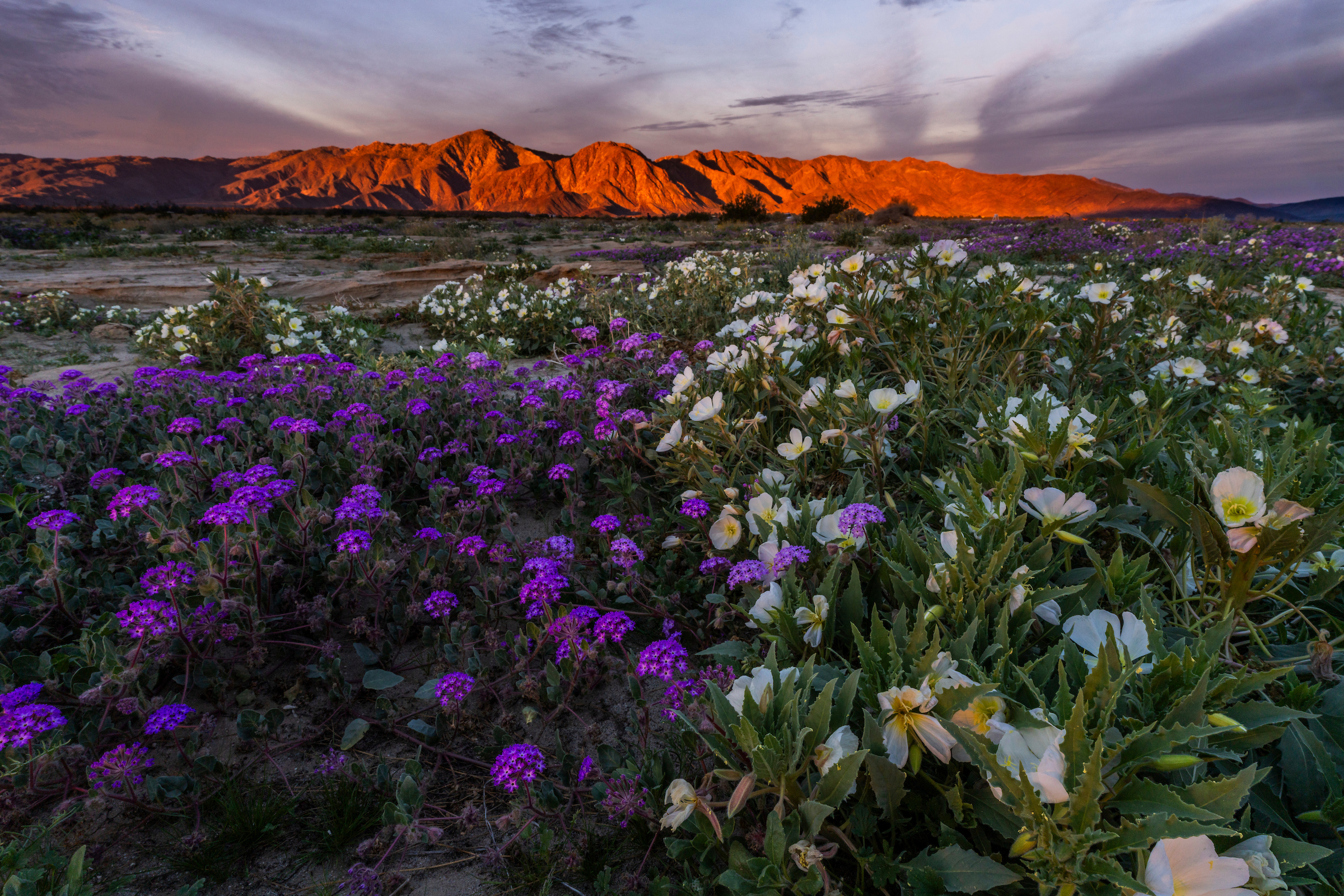 Stunning wildflower bloom in Anza-Borrego Desert SP, January 2026